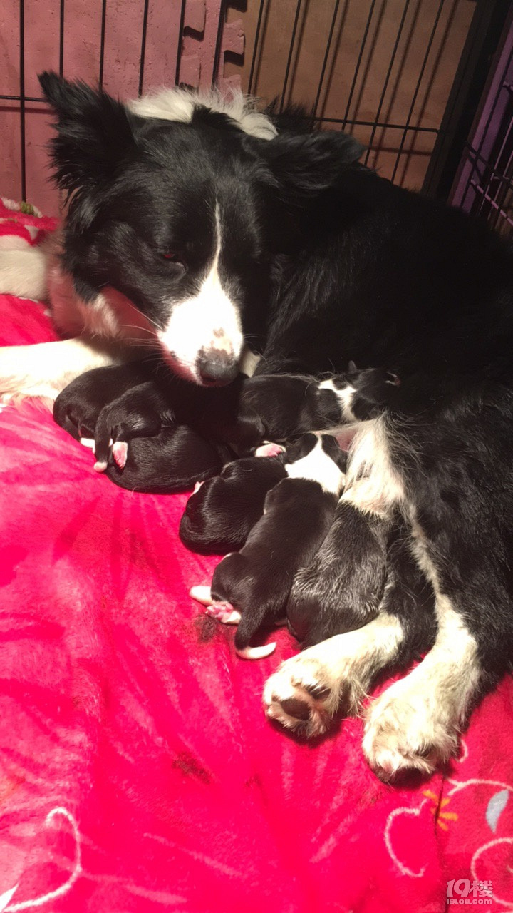 自家边牧第一胎生了小奶牛好可爱