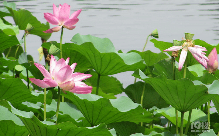荷花是什么时候开?荷花的开花时间?-其他-早知