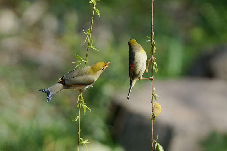 恋爱三部曲【示爱·深吻·拥抱】 连拍-外拍活