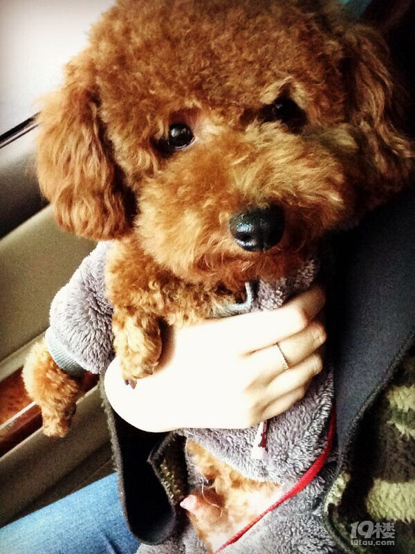平海路枝头巷走失泰迪公狗 叫乐乐 大家有捡到