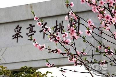 杭州西湖桃花什么时候？杭州可以赏桃花地方汇总~