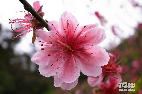 杭州西湖桃花什么时候？杭州可以赏桃花地方汇总~