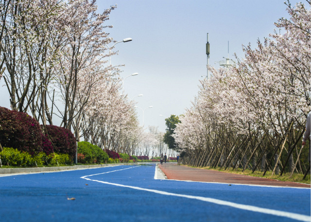 美爆!去哪里看樱花?就在滨江最美跑道-社会-早