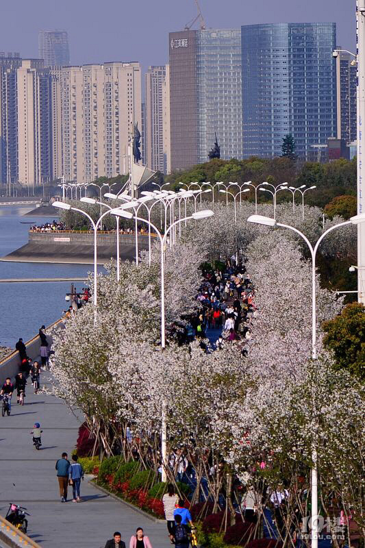漫天樱花似云霞 闻涛路最美樱花健步道