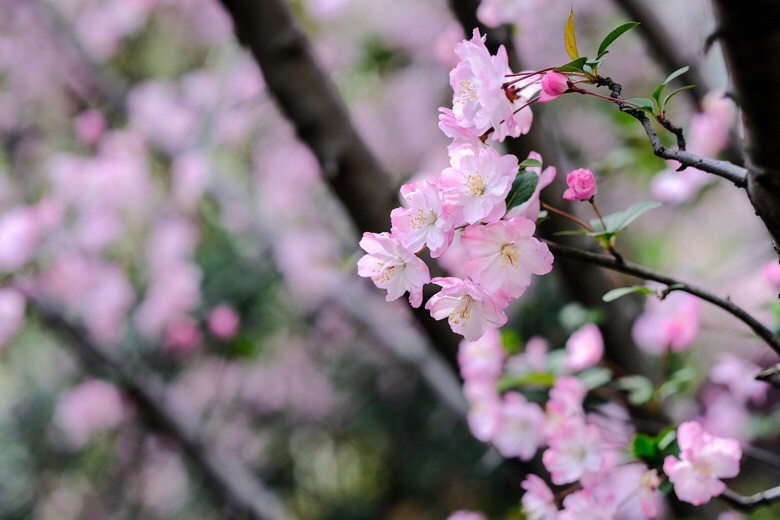 春花爛漫無限好