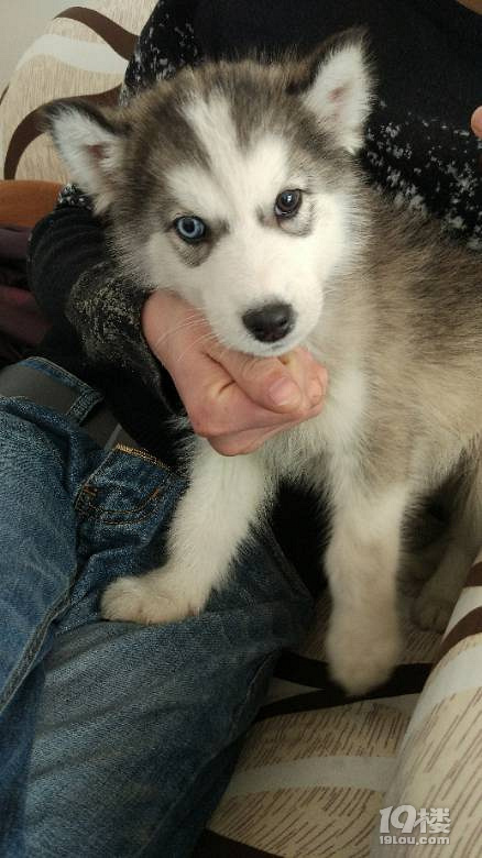 两个月哈士奇,鸳鸯眼,1300