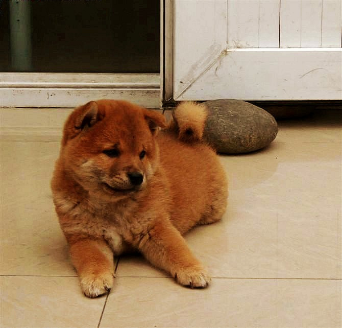 家有帅柴,也是旺柴