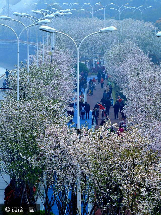 杭州钱塘江畔最美樱花大道吸引游客来