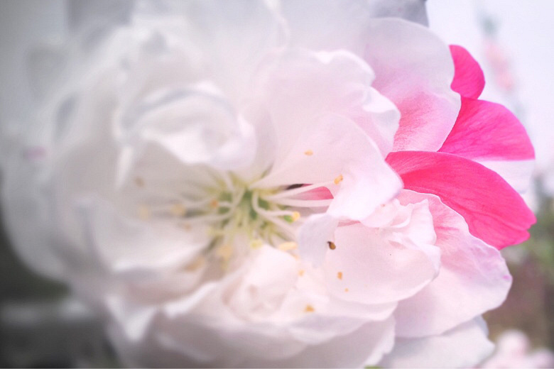 桃花乱落如红雨_(手机微拍)-19摄区-杭州19楼