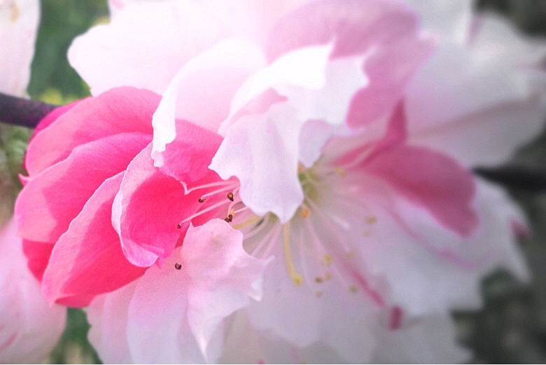 桃花乱落如红雨_(手机微拍)-19摄区-杭州19楼