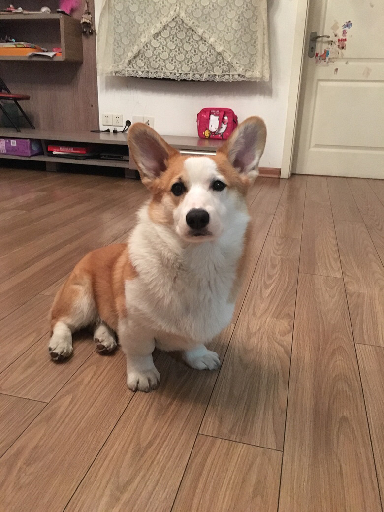 家庭原因转让自己养柯基弟弟_宠物送养交易_