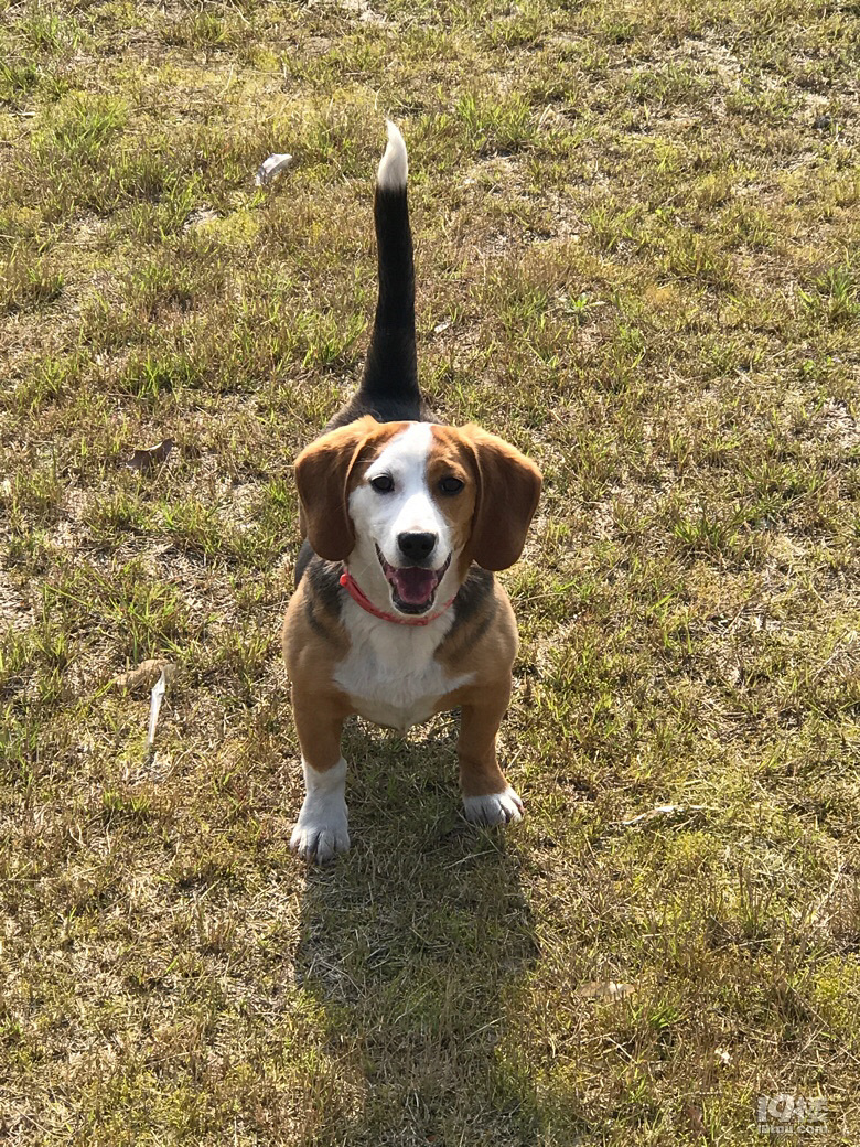 我家的比格犬,阿布!