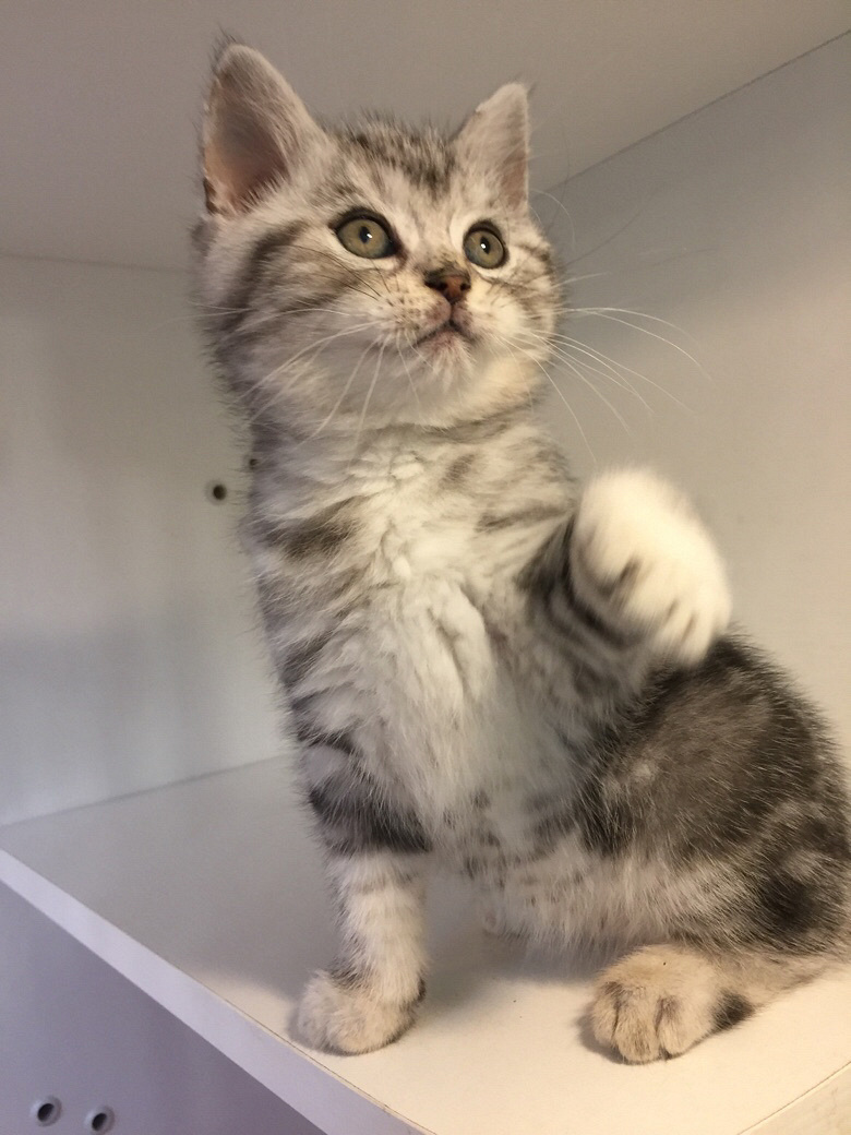 美短银虎斑小公猫