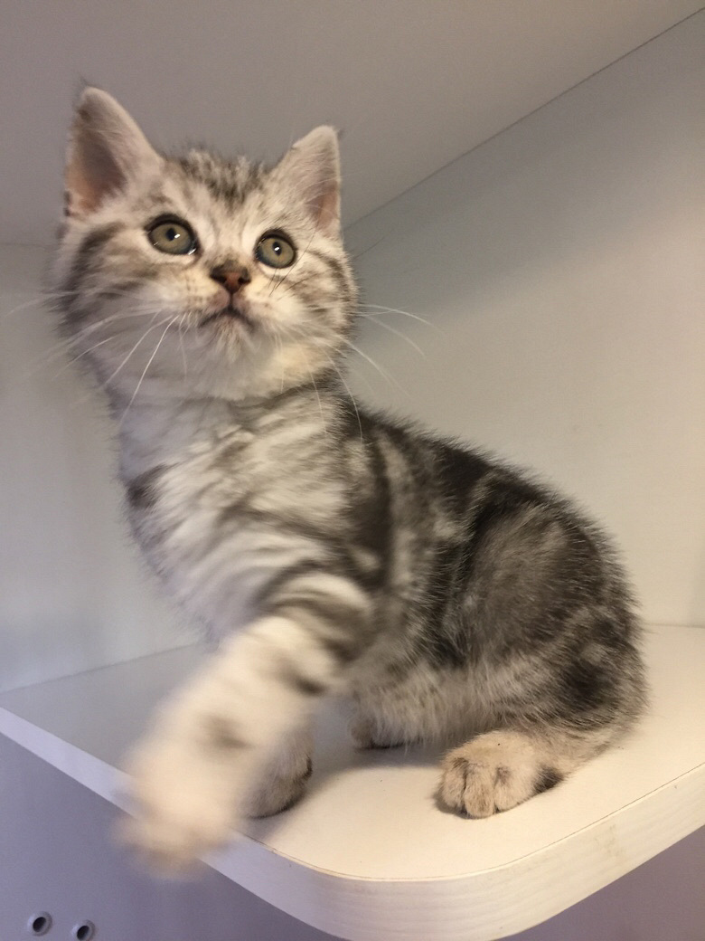 美短银虎斑小公猫