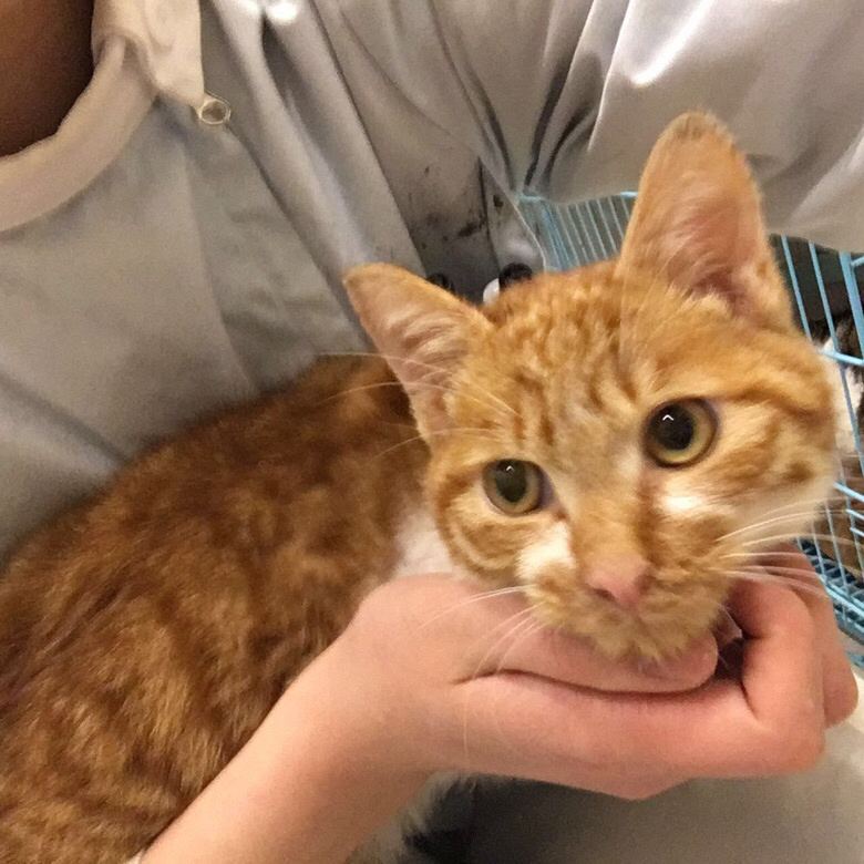 杭州领养,帅气粘人的可爱小橘喵柚子找新家咯