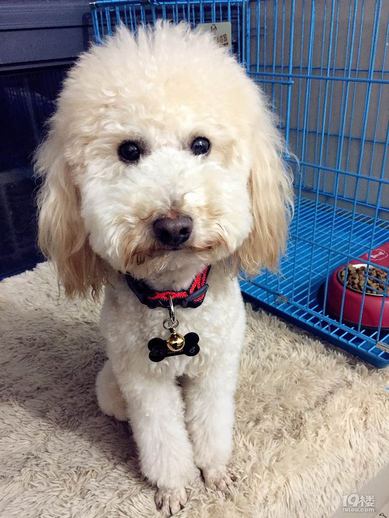 【寻狗启示】 !酬金5000元!-寻宠启事-家有宠物