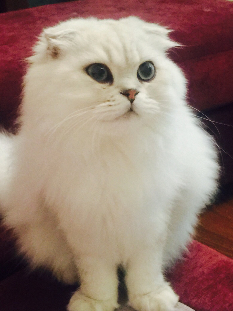 高地银渐层折耳有偿领养,田园猫无偿领养