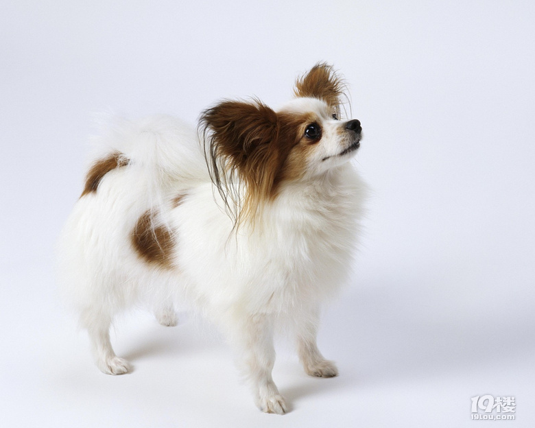 蝴蝶犬多少钱一只？超级想养一只蝴蝶犬~~