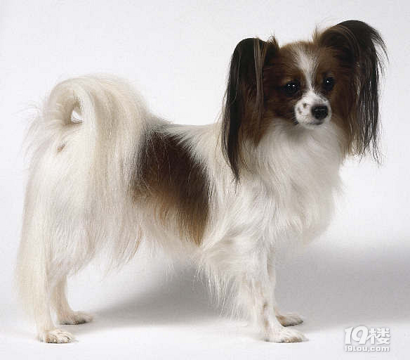 蝴蝶犬多少钱一只？超级想养一只蝴蝶犬~~