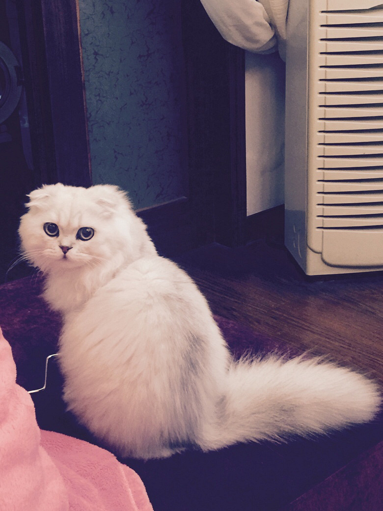 高地银渐层折耳,有偿领养