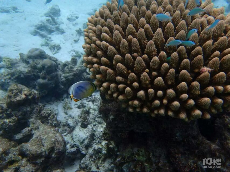 马尔代夫一家人的马富士瓦鲁Maafushivaru之行