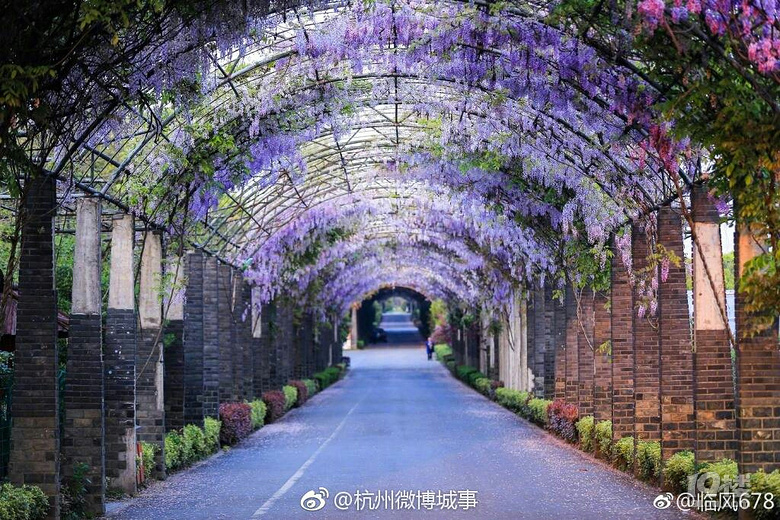 杭州余杭最美紫藤花大道,浪漫至极.