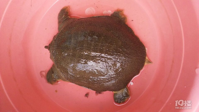 快4斤重西湖野生甲鱼