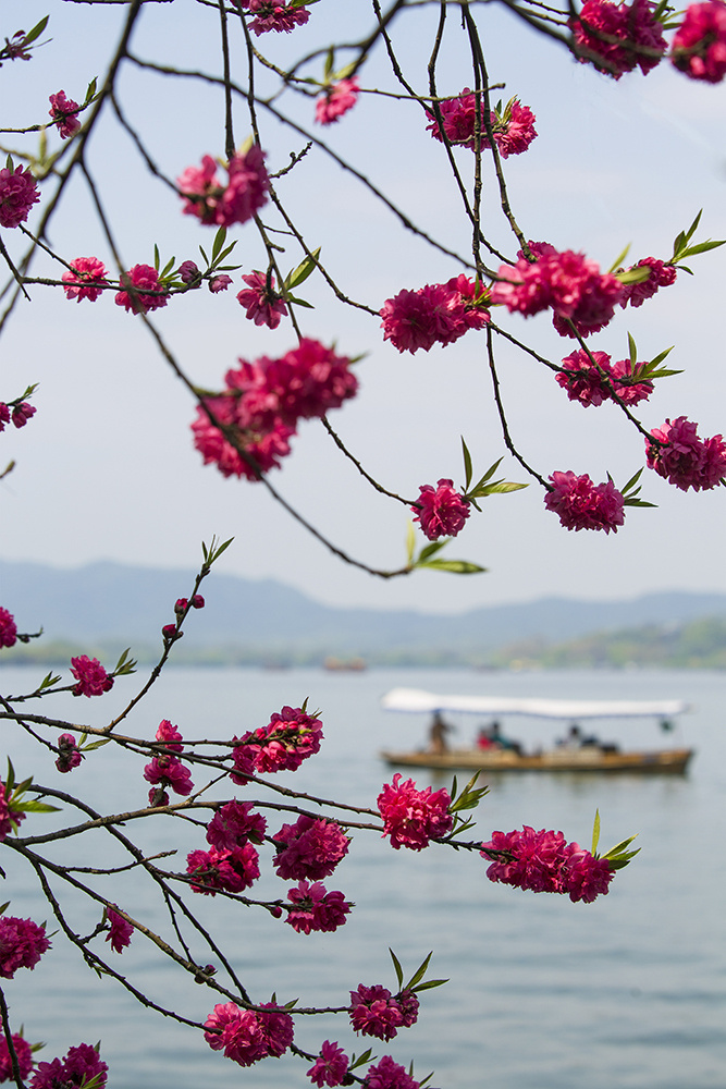 【发现杭州】摄影比赛 碧桃三月花如锦