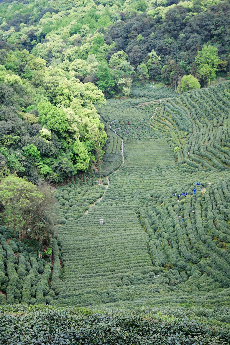 【杭州最秀丽的西湖龙井茶园】-风景照-19摄区-杭州19楼