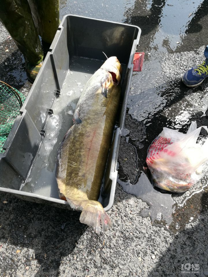 超大钱塘江鲶鱼