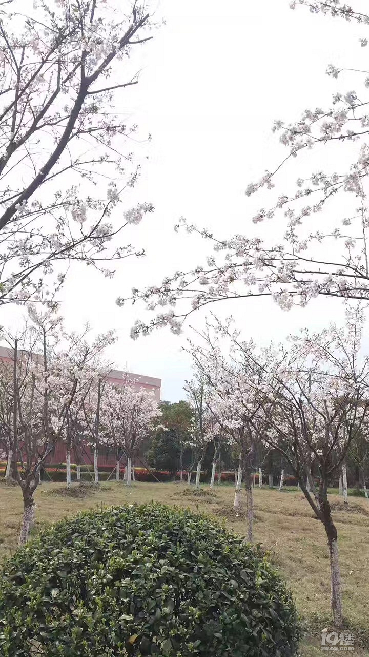 我們與春天有個花海中的約會