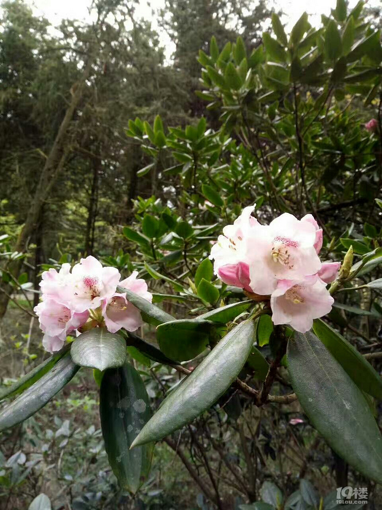 五.一就去天龙古道赏花赏景-结伴同行-杭州19楼