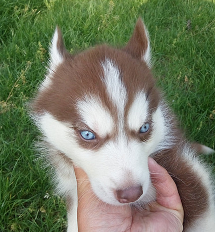 双蓝眼三把火红色哈士奇