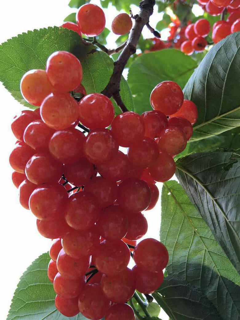 俗人俗语_重庆单身男女__杭州19楼