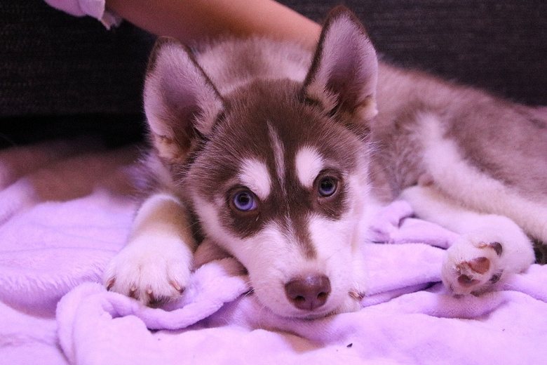 家养红哈稀少,哈士奇很乖很聪明找新主人