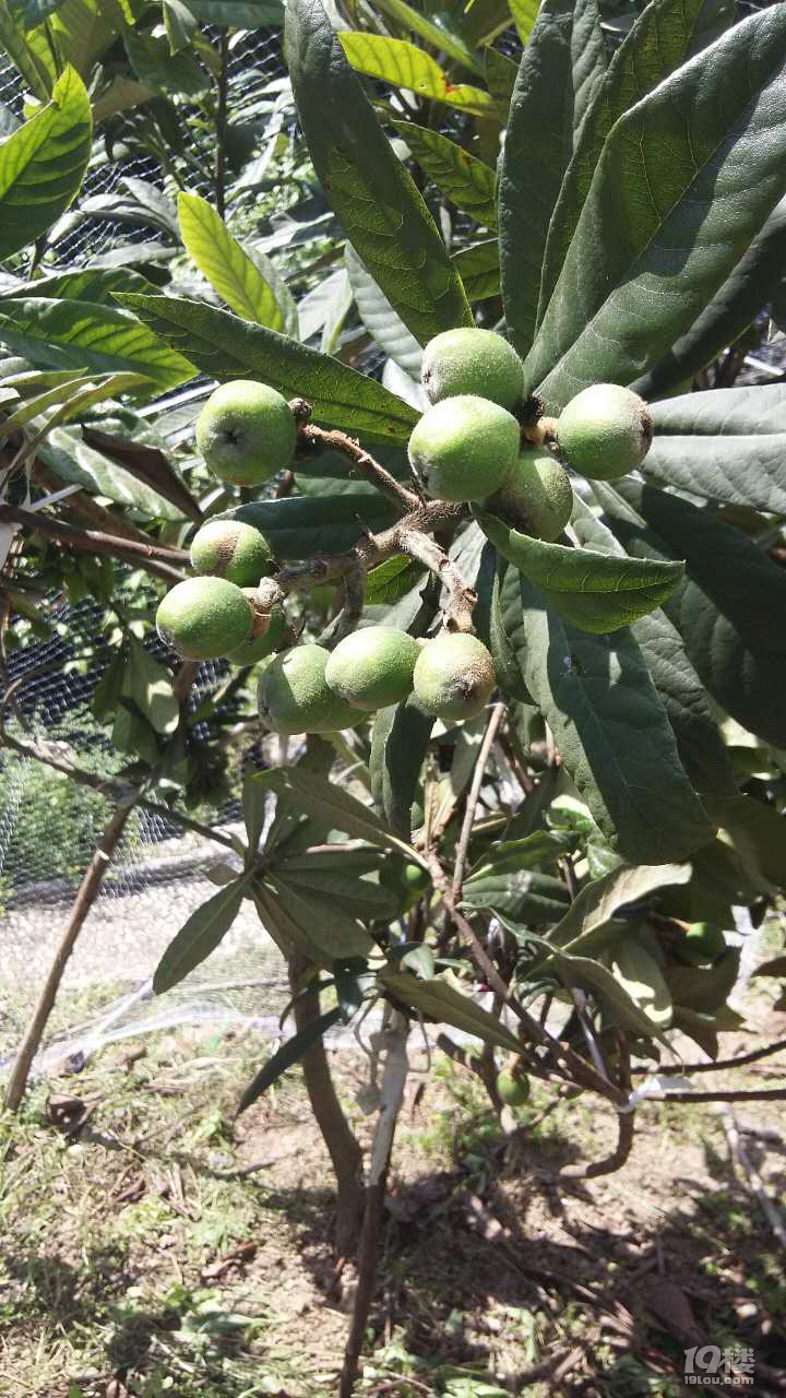 安樂(lè)窩
