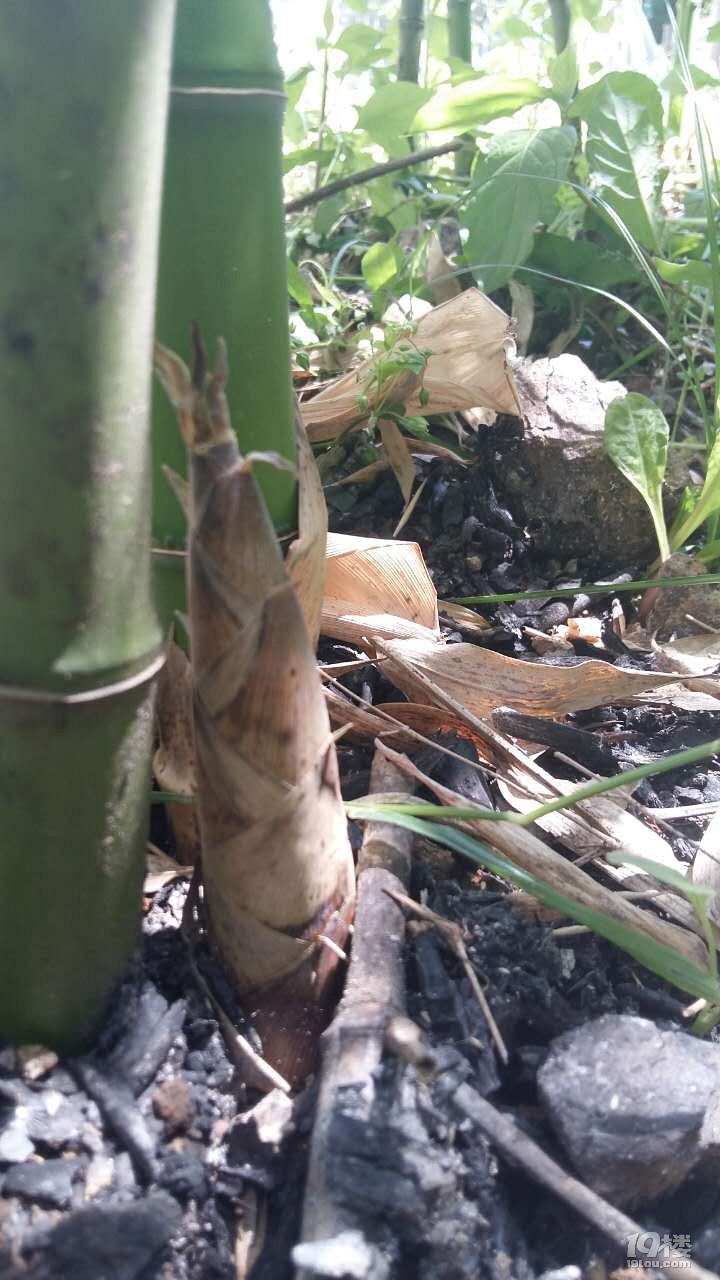 安樂(lè)窩