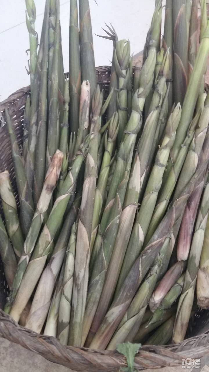 安樂(lè)窩