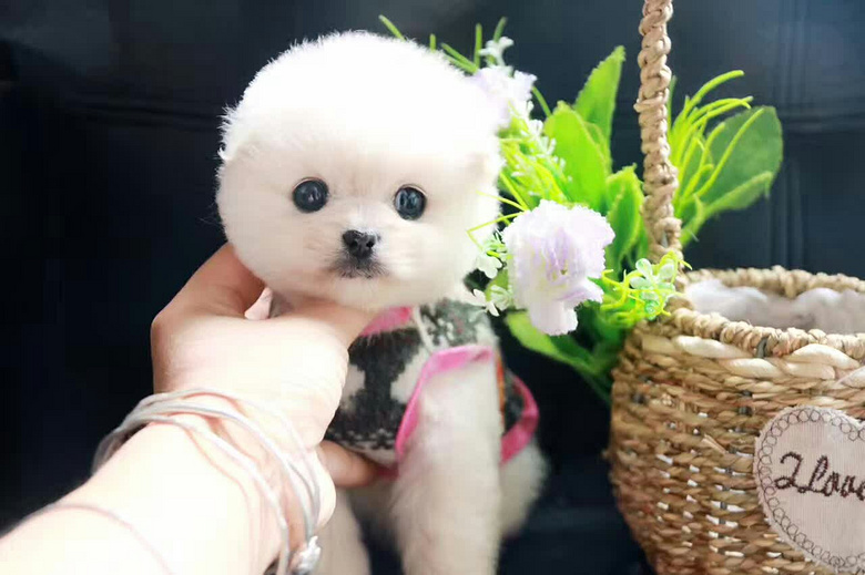 出售现货杭州俊介博美黑十字阿拉两个