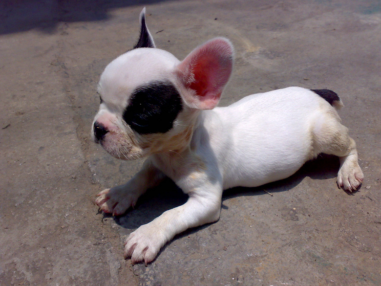 黑牛 白牛 法国斗牛犬法斗宝宝出售-免费送养-