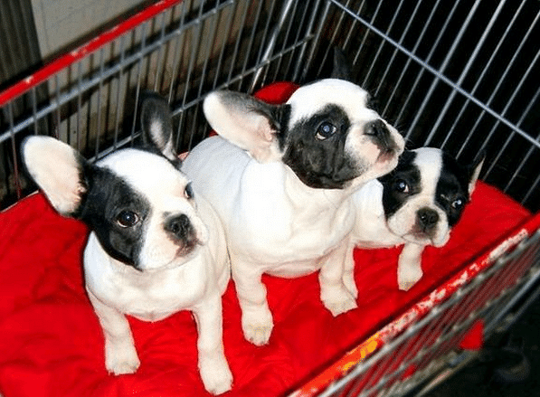 黑牛 白牛 法国斗牛犬法斗宝宝出售-免费送养-