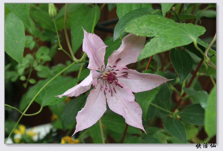 "藤本皇后"铁线莲