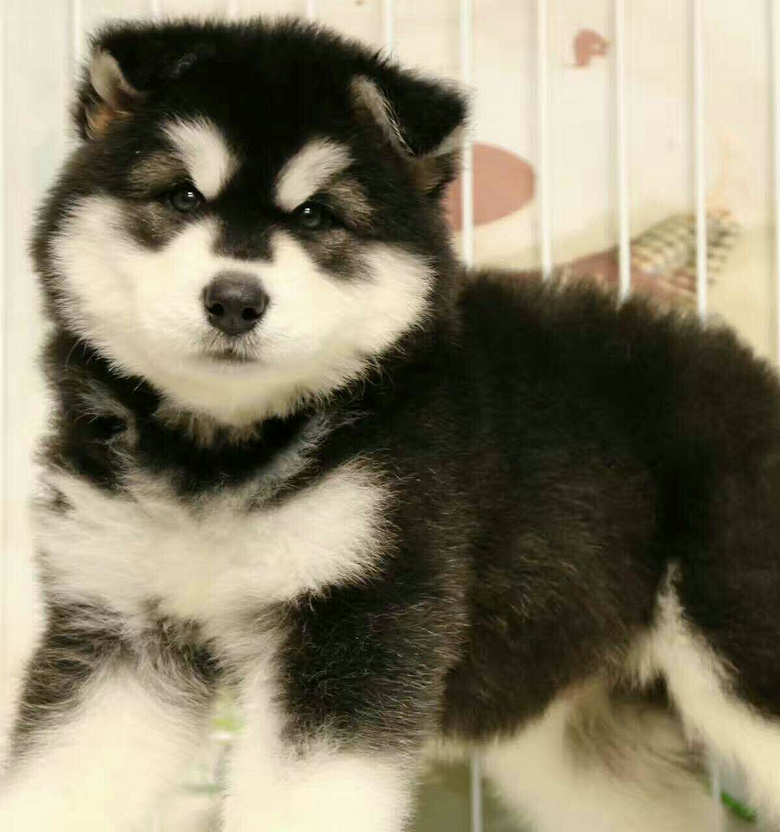 黑十字巨型阿拉斯加母