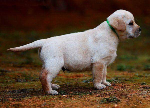 漂亮的宽嘴拉布拉多犬