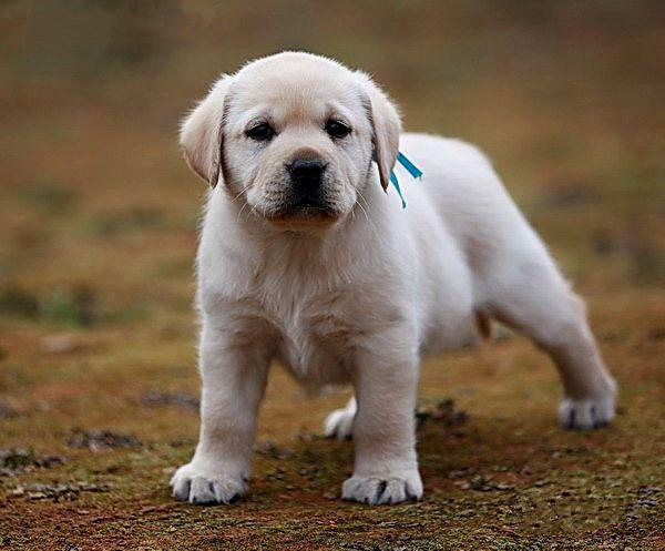 漂亮的宽嘴拉布拉多犬