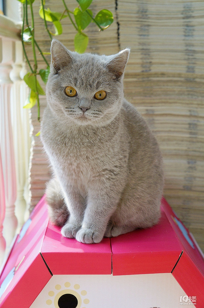 转让杭州本地自家生产的一只英国短毛猫【母】