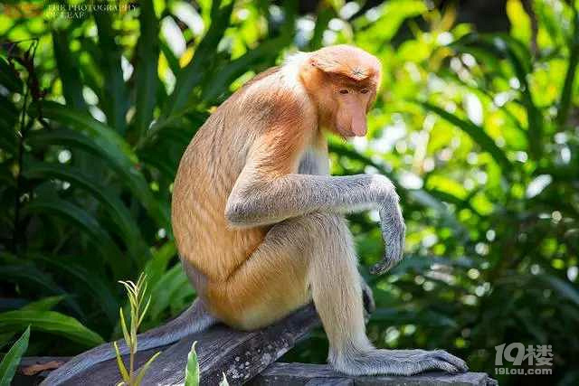 马来西亚国宝长鼻猴24小时金枪不倒,