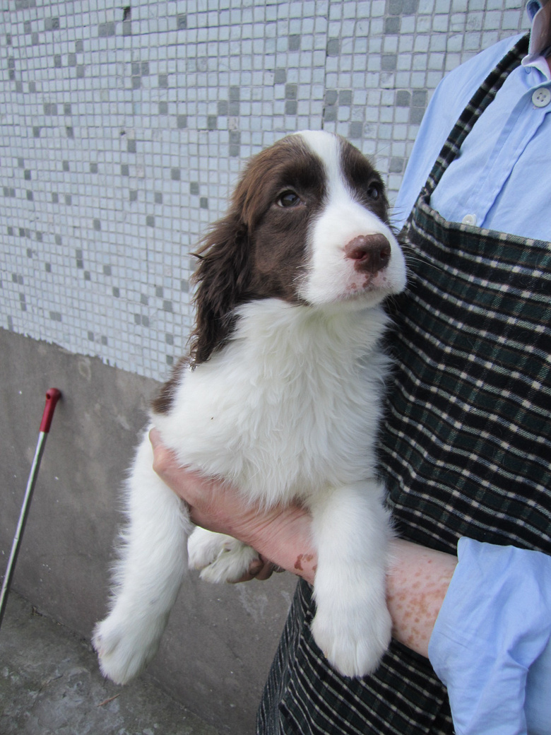纯种家养展示型史宾格幼犬3母1公找新家