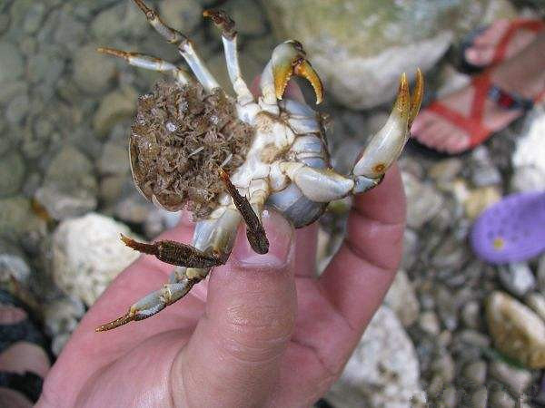 #打卡+美景#农村的山螃蟹,个小凶猛,随手翻石