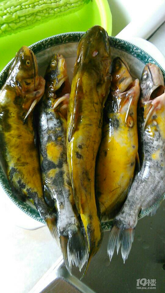 嘎牙子(昂刺鱼)